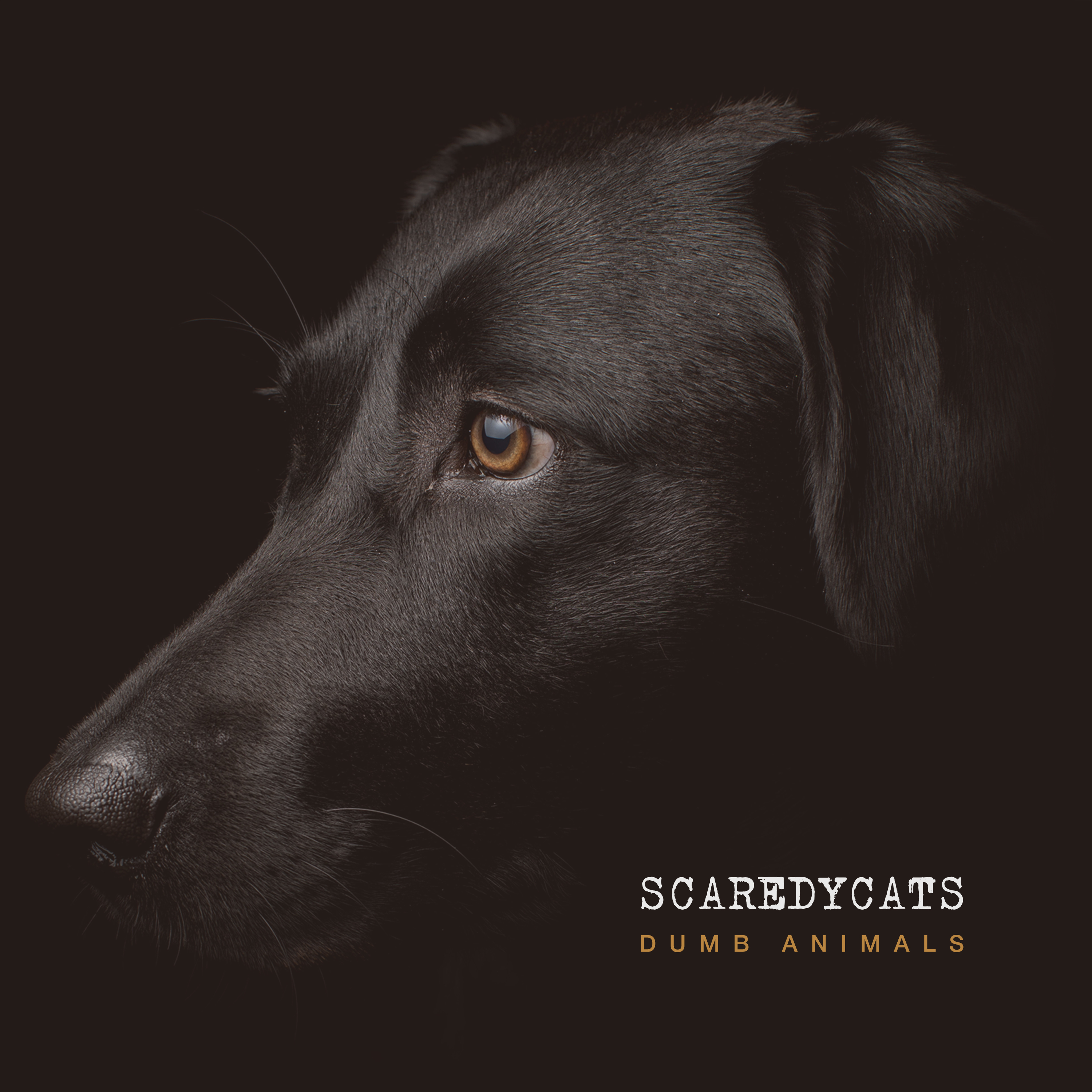 Scaredycats / Dumb Animals