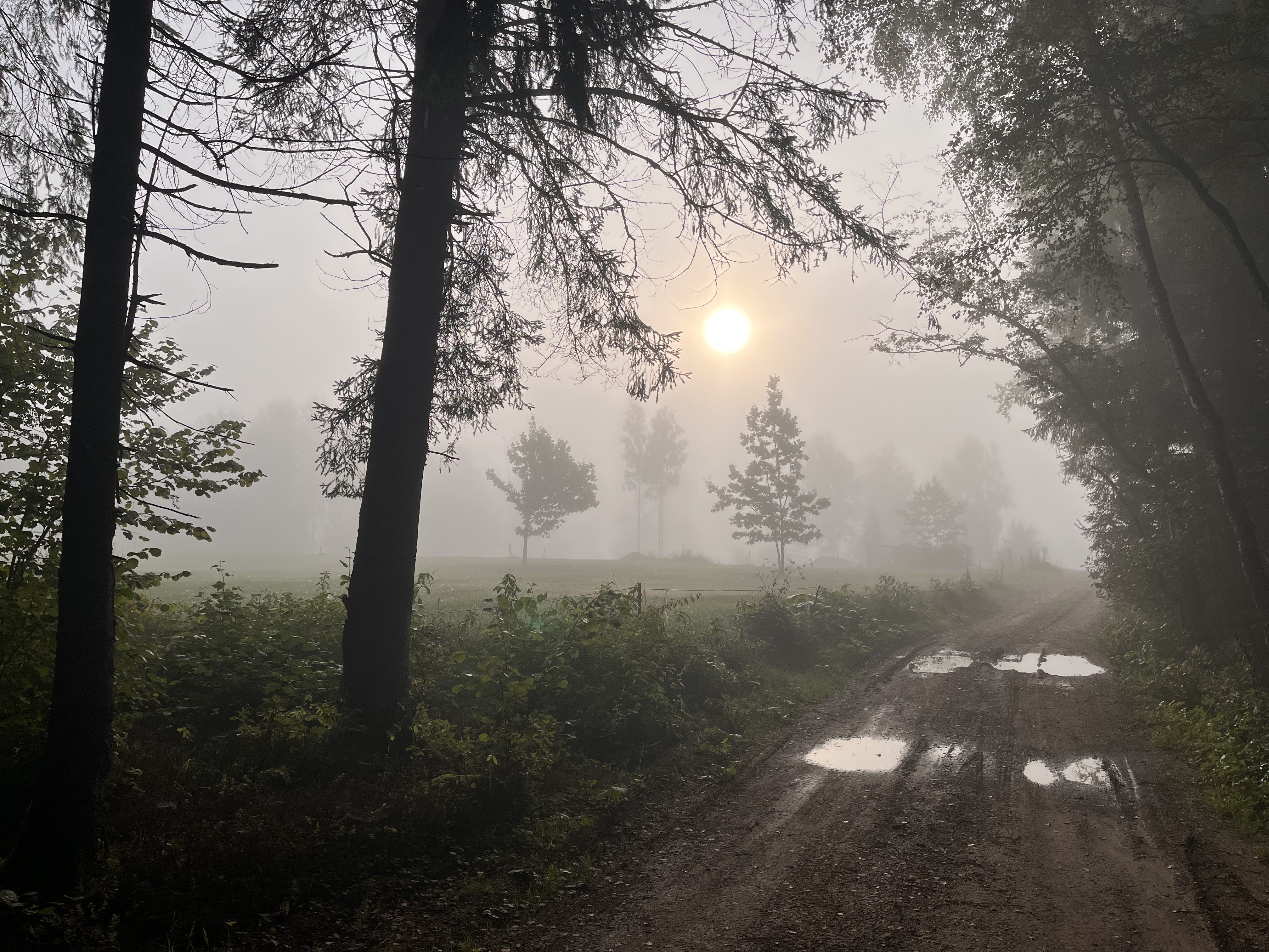 Early morning sun shining through the fog on a woodland path, with pools of rainwater filling the tracks of a tractor